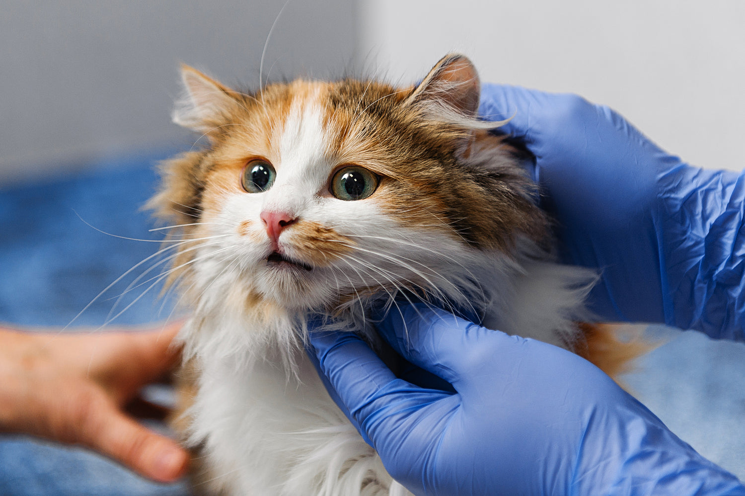 Veterinary Disposable Nitrile Gloves for sale